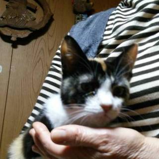 三毛猫ちゃん里親お願いします