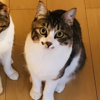 1歳の大人しい麦くんです