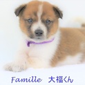 子犬 大福君 里親募集中！