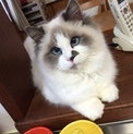 真っ白な綺麗なネコです