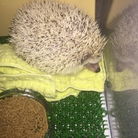 もなか（もなピー）