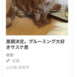 「ハッピーバースデー、サッスー！」サムネイル1