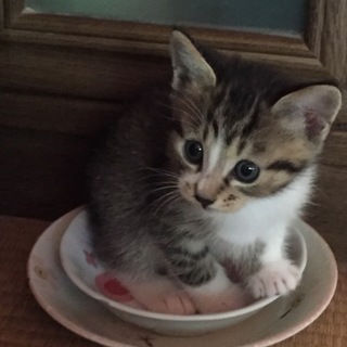 ありがとうございます。マリーちゃん