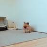 もっふぃー