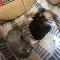 【申込み受付停止中】仔猫３匹♡2018年５月生まれ