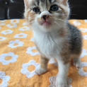 子猫４匹※2018年４月生まれ