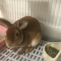 寄ってくるウサギ
