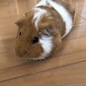 モルモット里親募集