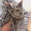 灰色、グレーの猫ちゃん
