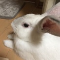うさぎ3匹
