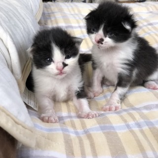 可愛いハチワレ兄弟子猫
