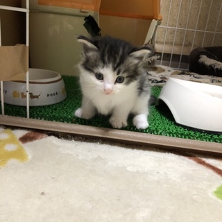 離乳のケアが出来る方を希望します