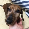 ブラウニー