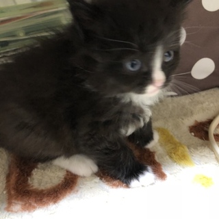 離乳のケアが出来る方を希望します。