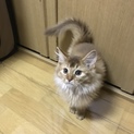 ソマリ子猫