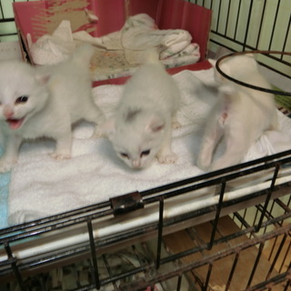 とてもきれいな白い子たちです。