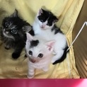 1ヶ月半の子猫達