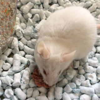 ファンシーマウス(カラーマウス)