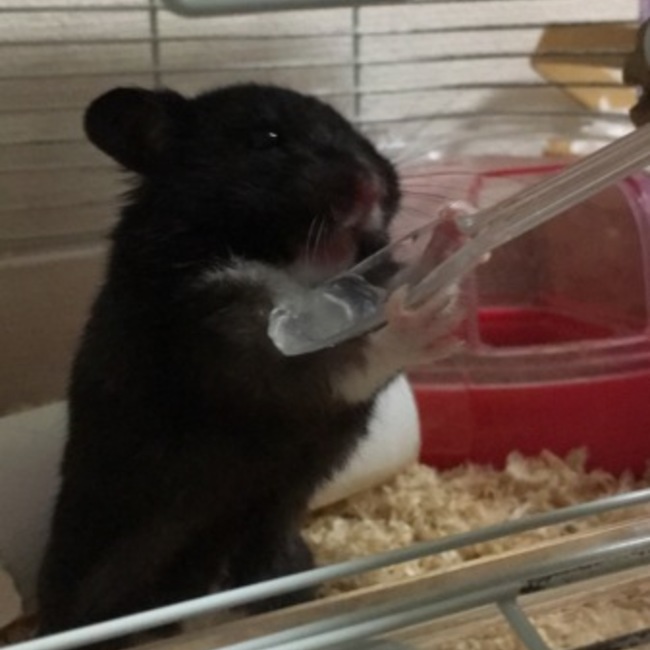 shpeのカバー写真