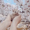 たいが21