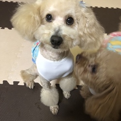 家に来てから初トリミング