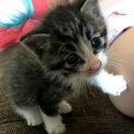 生後1ヶ月ほどの子猫