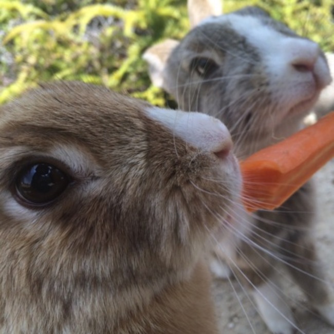 ずぅちぃのカバー写真