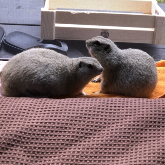 らねりきのカバー写真