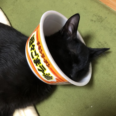 お手製エリザベスカラー