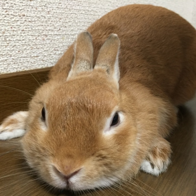 ミネカツのカバー写真