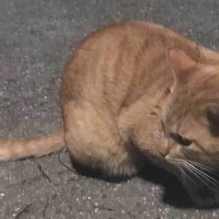 腕白で甘えんぼの茶トラ　男子「茶三」