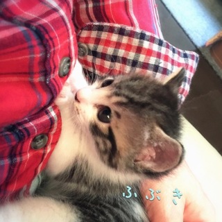 ふぶき ポヤポヤ兄弟1/2