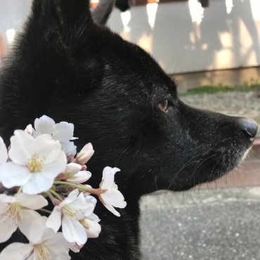 桜とオト