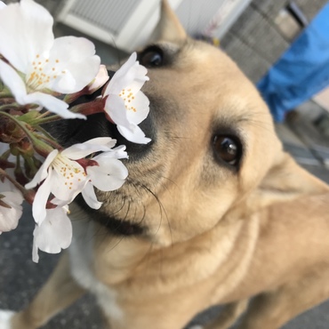 桜とくう