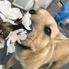 桜とくう