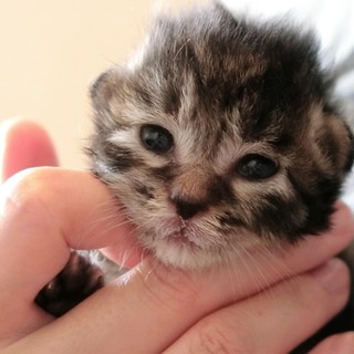 4月20日生まれ！元気な子猫「進くん」