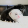 4月20日生まれ！元気な子猫「咲ちゃん」 サムネイル3