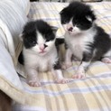 可愛いハチワレ子猫兄弟