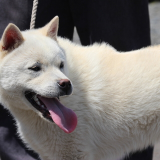 ショータイプの紀州犬　血統書付　応募多数のため停止