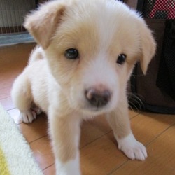 アグリドッグレスキュー譲渡会 サムネイル1