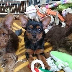 アグリドッグレスキュー譲渡会 サムネイル3