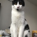 去勢・ワクチン済み