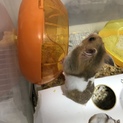 ゴールデンハムスターの赤ちゃん 里親募集！