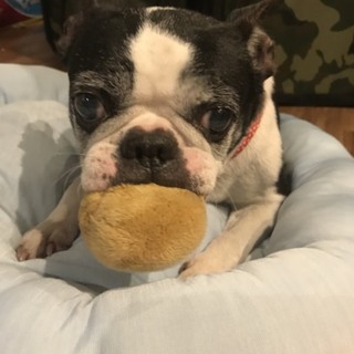 穏やかで食欲旺盛な女の仔の天むすちゃん♥️