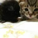 可愛い子猫兄弟