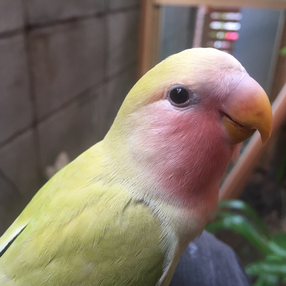 桜と菜の花のカバー写真