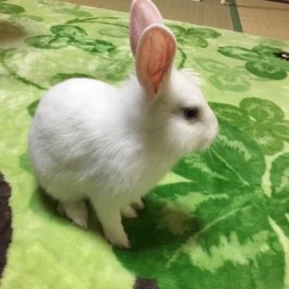 ミニうさぎ（雑種）♂