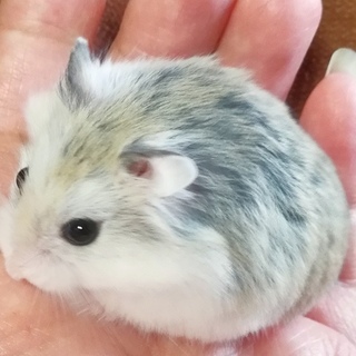 ロボロフスキーハムスター