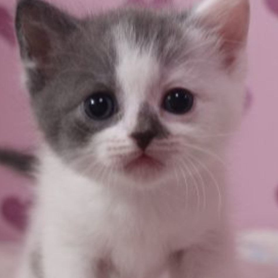 こあのカバー写真