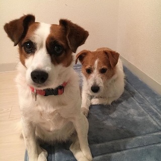 急いでおります 2匹一緒に家族として迎えて下さる方